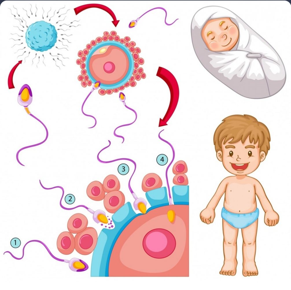 Al momento stai visualizzando Cosa influenza la composizione del microbiota del neonato?